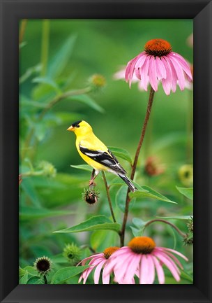 Framed American Goldfinch On Purple Coneflower, Illinois Print