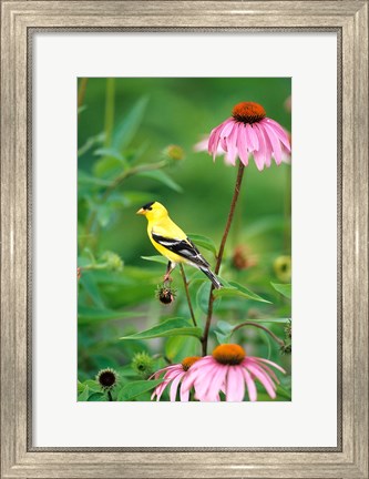 Framed American Goldfinch On Purple Coneflower, Illinois Print
