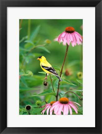 Framed American Goldfinch On Purple Coneflower, Illinois Print