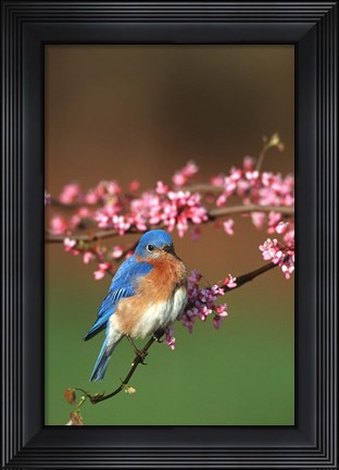 Framed Eastern Bluebird N Redbud Tree In Spring, Illinois Print
