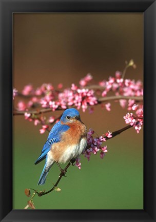 Framed Eastern Bluebird N Redbud Tree In Spring, Illinois Print