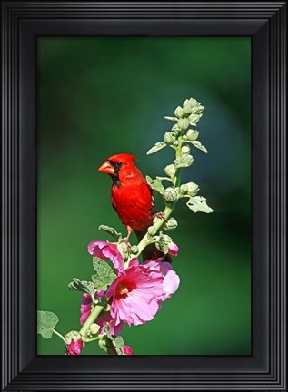 Framed Northern Cardinal On Hollyhock, Illinois Print