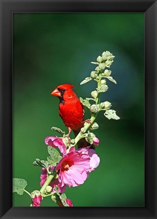 Framed Northern Cardinal On Hollyhock, Illinois Print