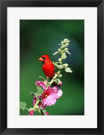 Framed Northern Cardinal On Hollyhock, Illinois Print