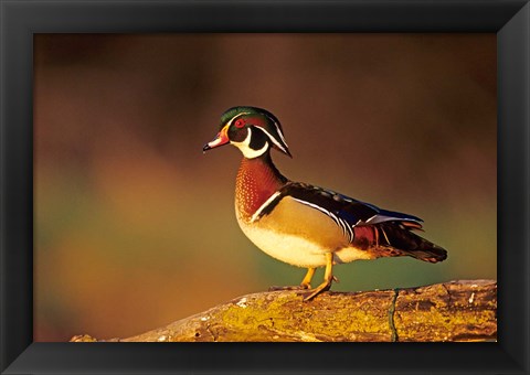 Framed Wood Duck  On A Log, Illinois Print