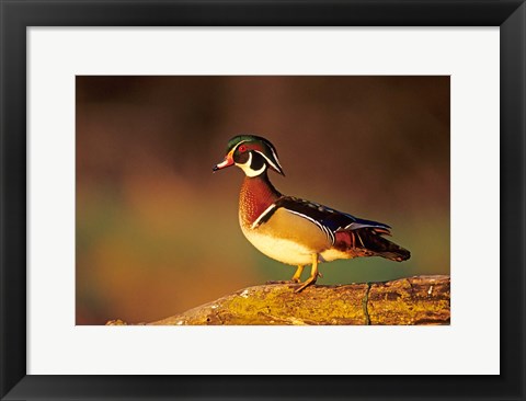 Framed Wood Duck  On A Log, Illinois Print