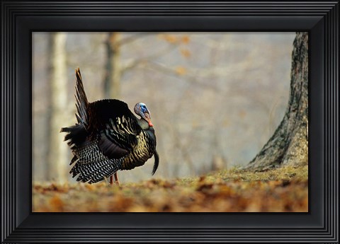 Framed Eastern Wild Turkey Strutting, Illinois Print