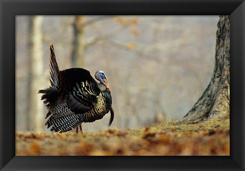 Framed Eastern Wild Turkey Strutting, Illinois Print