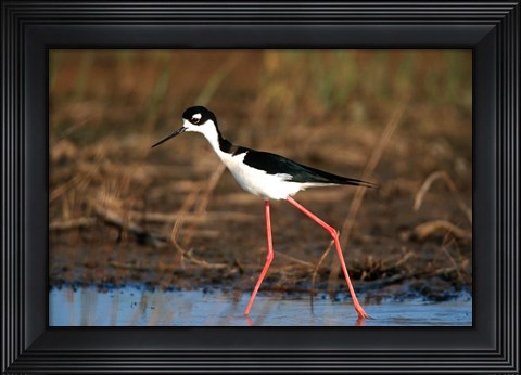 Framed Black-Necked Stilt, Illinois Print