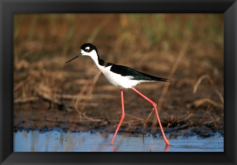 Framed Black-Necked Stilt, Illinois Print