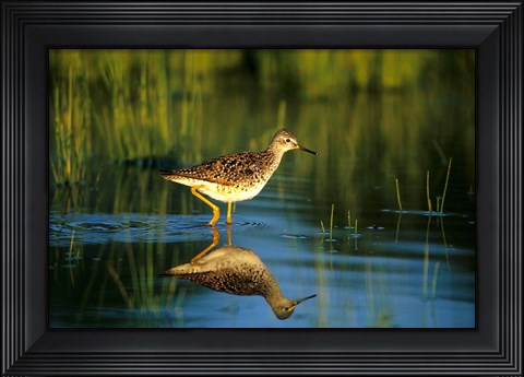Framed Greater Yellowlegs In Wetland, Illinois Print