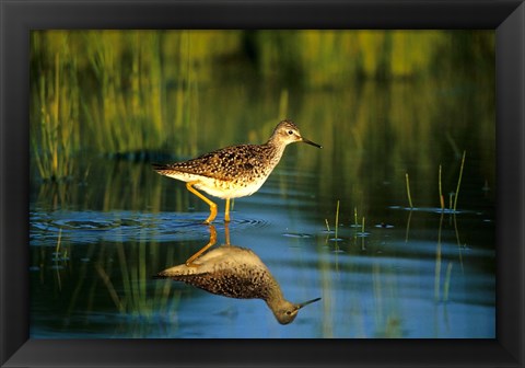 Framed Greater Yellowlegs In Wetland, Illinois Print