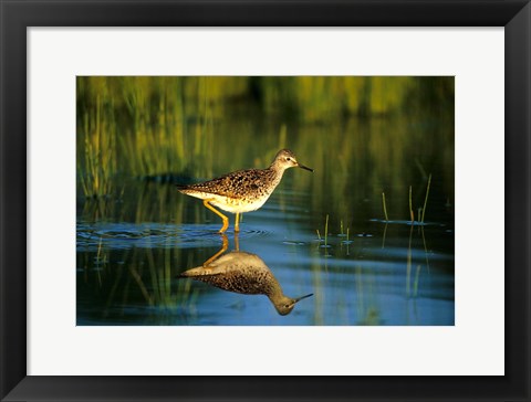 Framed Greater Yellowlegs In Wetland, Illinois Print