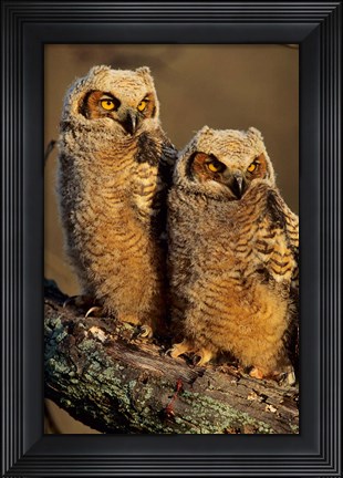 Framed Great Horned Owls, Illinois Print