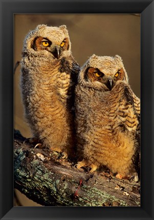 Framed Great Horned Owls, Illinois Print