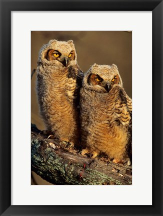 Framed Great Horned Owls, Illinois Print