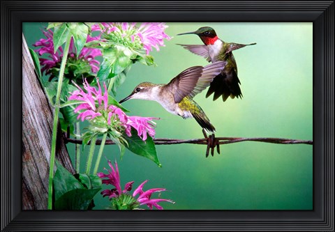 Framed Ruby-Throated Hummingbirds At Bee Balm Print