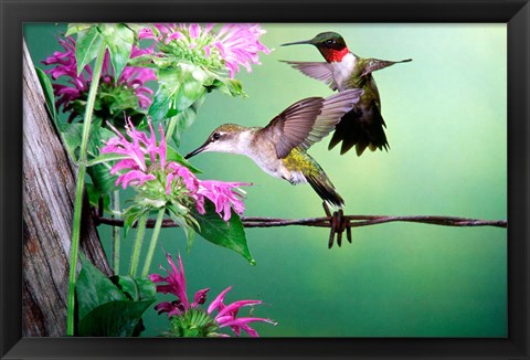 Framed Ruby-Throated Hummingbirds At Bee Balm Print