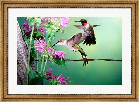 Framed Ruby-Throated Hummingbirds At Bee Balm Print