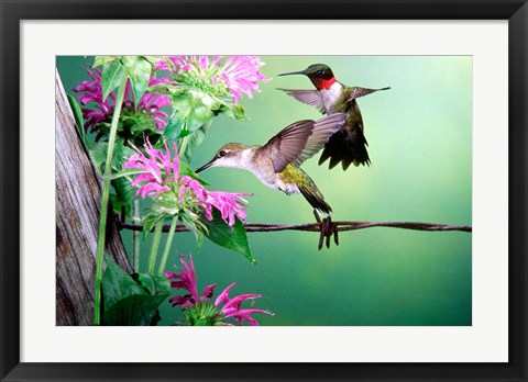 Framed Ruby-Throated Hummingbirds At Bee Balm Print