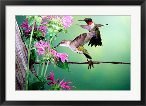 Framed Ruby-Throated Hummingbirds At Bee Balm Print