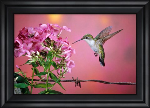 Framed Ruby-Throated Hummingbird Near Garden Phlox Print