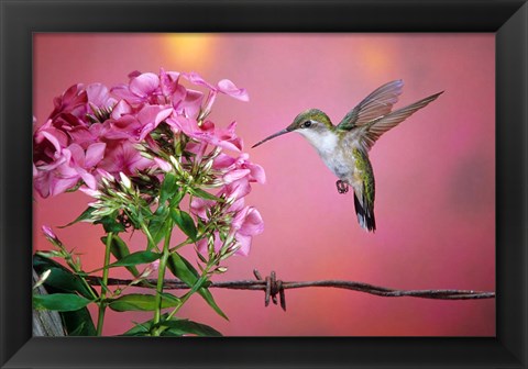 Framed Ruby-Throated Hummingbird Near Garden Phlox Print