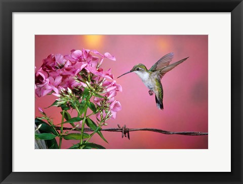 Framed Ruby-Throated Hummingbird Near Garden Phlox Print