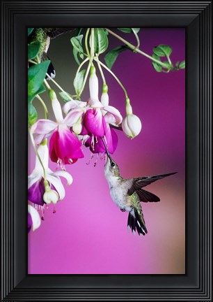 Framed Ruby-Throated Hummingbird Near Hybrid Fuchsia Print