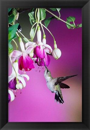 Framed Ruby-Throated Hummingbird Near Hybrid Fuchsia Print