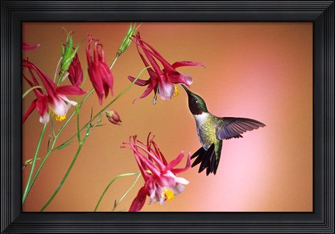 Framed Ruby-Throated Hummingbird On Crimson Star Columbine Print