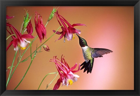 Framed Ruby-Throated Hummingbird On Crimson Star Columbine Print