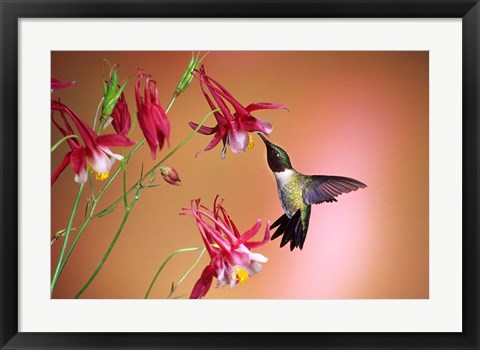 Framed Ruby-Throated Hummingbird On Crimson Star Columbine Print