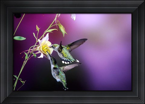 Framed Ruby-Throated Hummingbird Females At Mckana Hybrid Columbine, Shelby County, Illinois Print