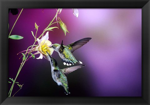 Framed Ruby-Throated Hummingbird Females At Mckana Hybrid Columbine, Shelby County, Illinois Print