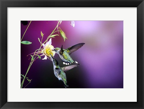 Framed Ruby-Throated Hummingbird Females At Mckana Hybrid Columbine, Shelby County, Illinois Print