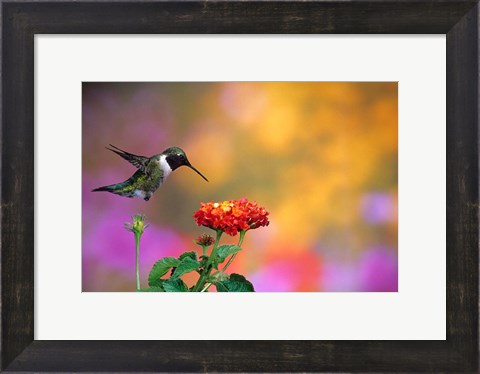 Framed Ruby-Throated Hummingbird At Dallas Red Lantana Print