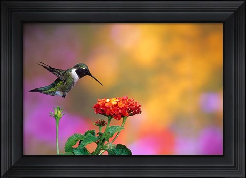 Framed Ruby-Throated Hummingbird At Dallas Red Lantana Print