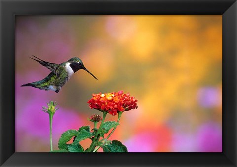 Framed Ruby-Throated Hummingbird At Dallas Red Lantana Print