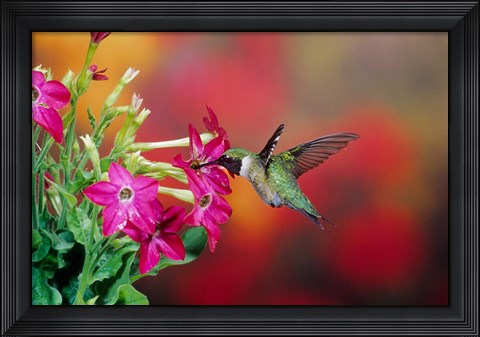 Framed Ruby-Throated Hummingbird At Hummingbird Rose Pink Nicotiana Print
