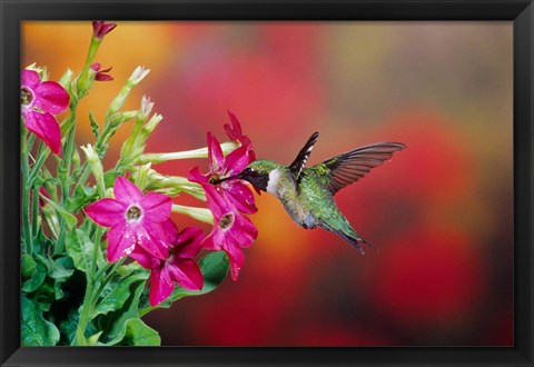 Framed Ruby-Throated Hummingbird At Hummingbird Rose Pink Nicotiana Print