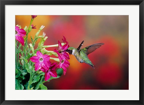 Framed Ruby-Throated Hummingbird At Hummingbird Rose Pink Nicotiana Print