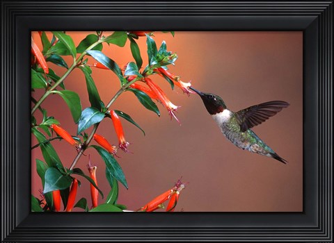 Framed Ruby-Throated Hummingbird At Cigar Plant Print
