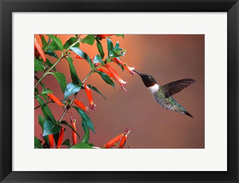 Framed Ruby-Throated Hummingbird At Cigar Plant Print