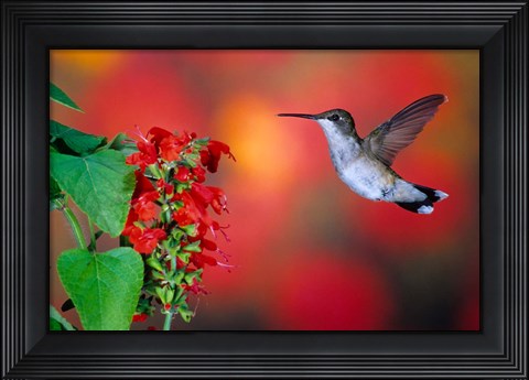 Framed Ruby-Throated Hummingbird On Scarlet Sage Print