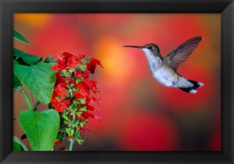 Framed Ruby-Throated Hummingbird On Scarlet Sage Print