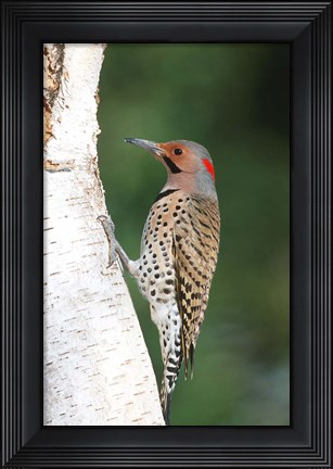 Framed Northern Flicker On A Birch Tree Print