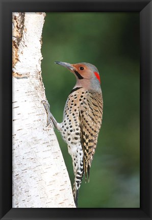Framed Northern Flicker On A Birch Tree Print