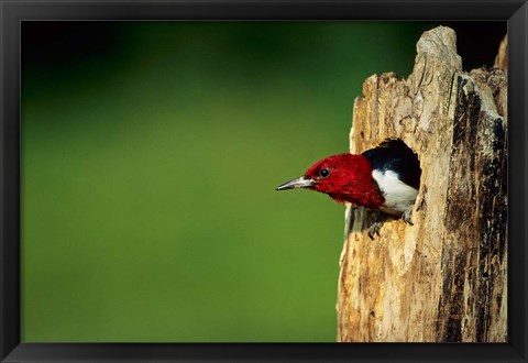 Framed Red-Headed Woodpecker In Nest Cavity, Illinois Print