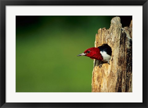 Framed Red-Headed Woodpecker In Nest Cavity, Illinois Print